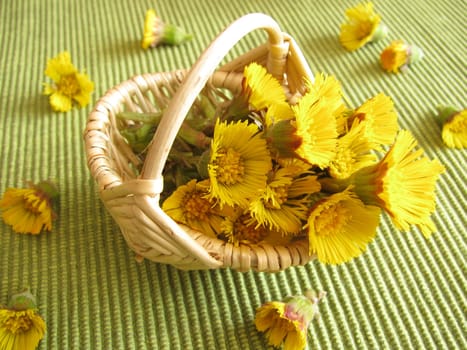 Coltsfoot,Tussilago farfara