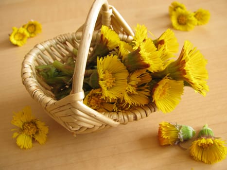 Coltsfoot,Tussilago farfara