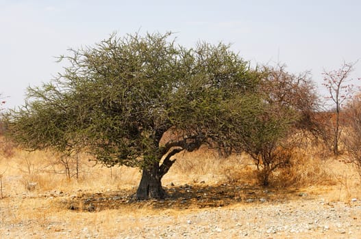 Gnarled Acacia Tree,Kalahari,Botswana