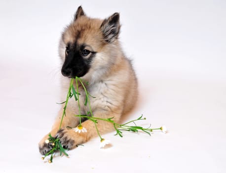 Dog Puppy Flower