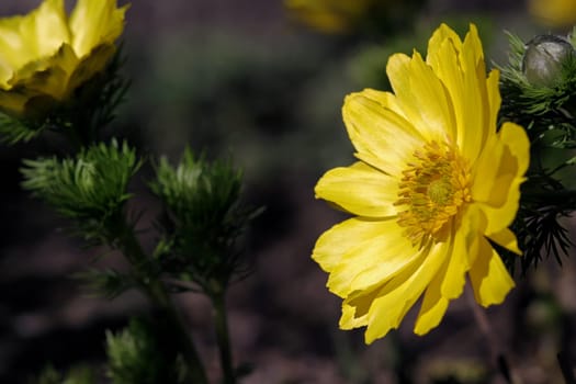 Spring Adonis / Adonide de printemps