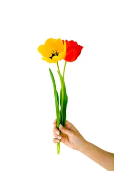 Red and yellow tulips
