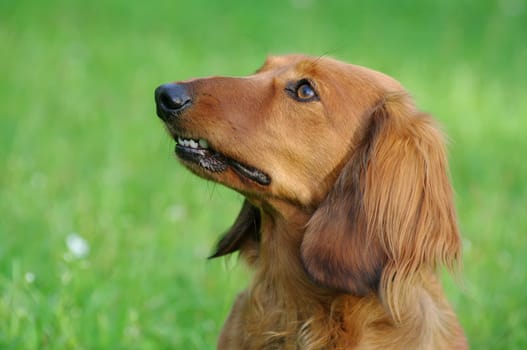 Llonghaired Dachshund