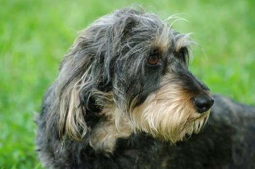 Wire-haired dachshund
