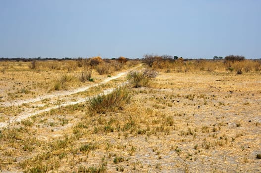 Steppe landscape on the edge of the Kalahari Desert,Botswana