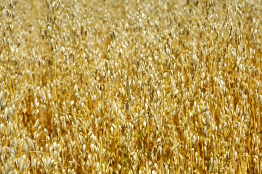 Harvest-ready oats