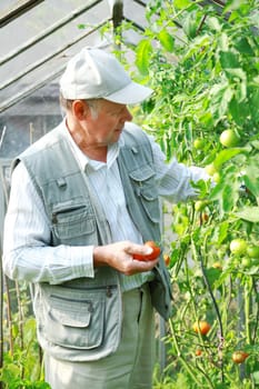 Harvest from glasshouse