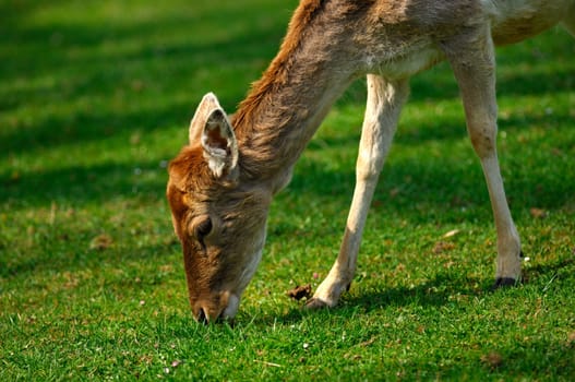 Grazing doe