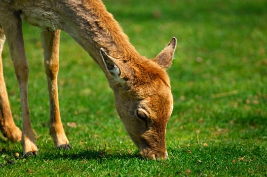Aesendes Fallow Deer Fawn,Dama dama