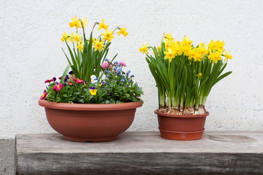Daffodils in spring