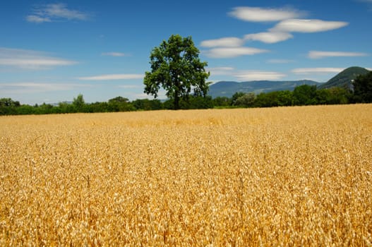 Field of golden oats,Switzerland