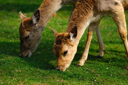 Fallow doe grazing