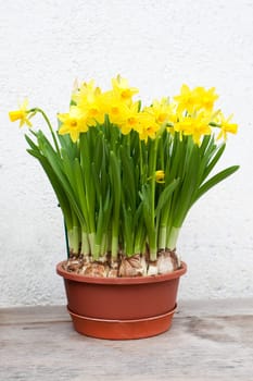 Daffodils in spring