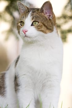 Cat in the garden