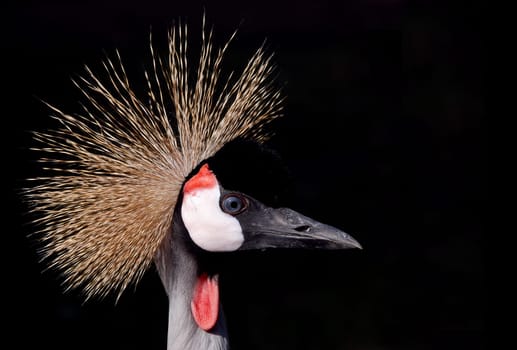 crane bird