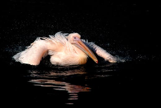 Pelican
