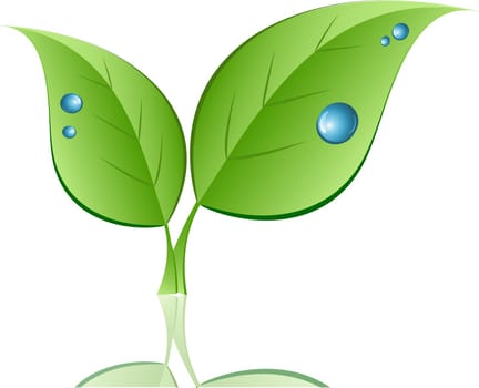Leaf with water drops
