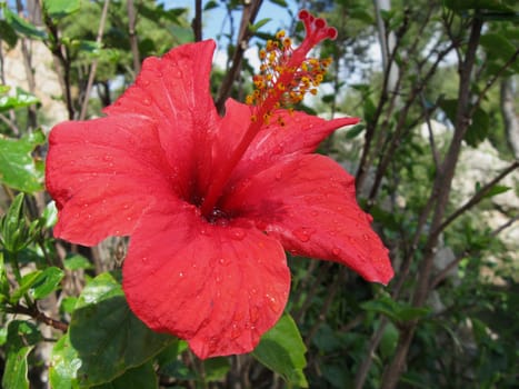Hibiscus flower with raindrops