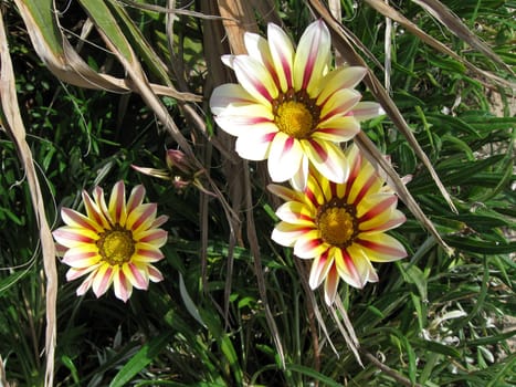 Midday Gold Flowers
