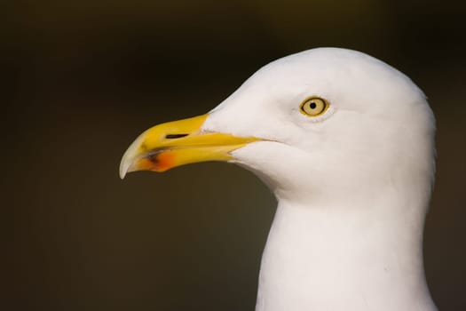 Portrait of Herring gull in winter