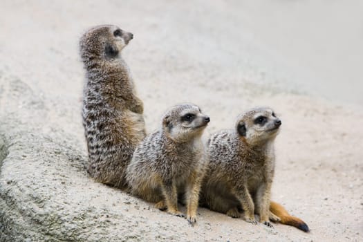 Three meerkats