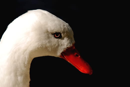 Duckbill