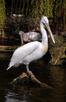 Pelican