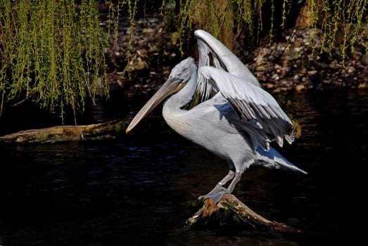 Pelican