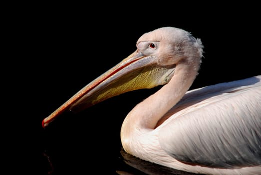Pelican