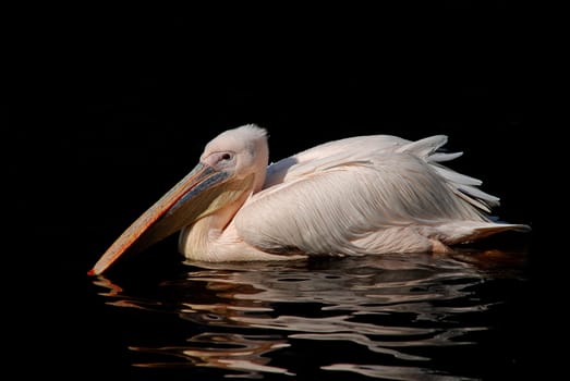 Pelican