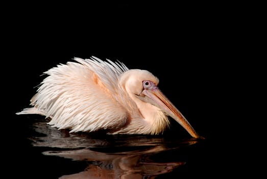 Pelican