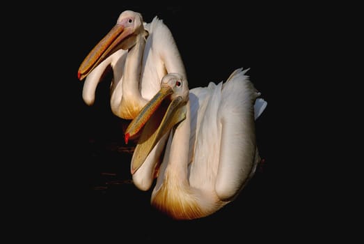 Pelican pair