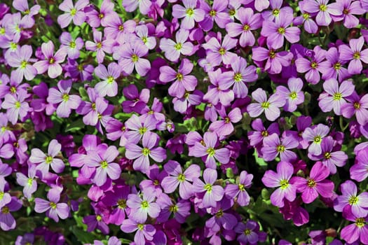 Aubrieta deltoidea