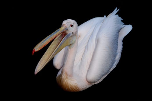 Pelican