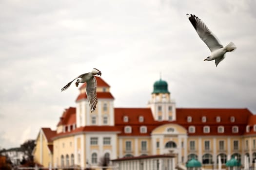 the seagulls of Binz...