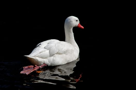 white duck
