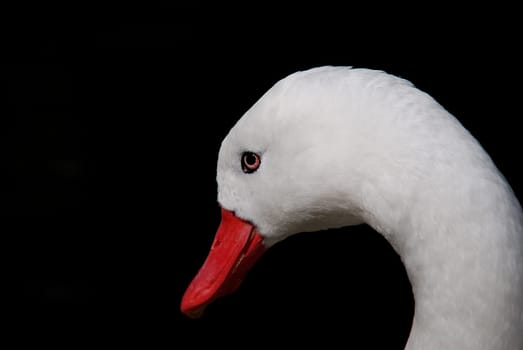 Duck neck