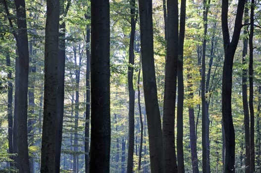 forest without cake without mushrooms without gras without aegeria