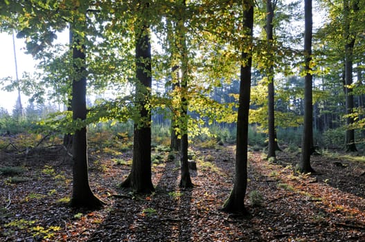Sun in the forest