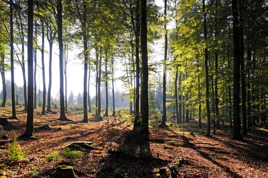 Sun in the forest