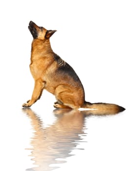 german shepard portrait