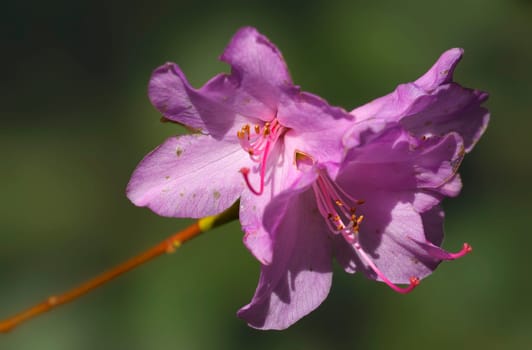 Rhododendron Praecox 2