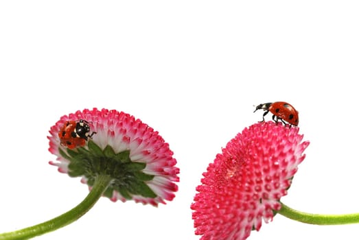 Two ladybugs
