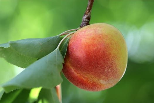 apricot
