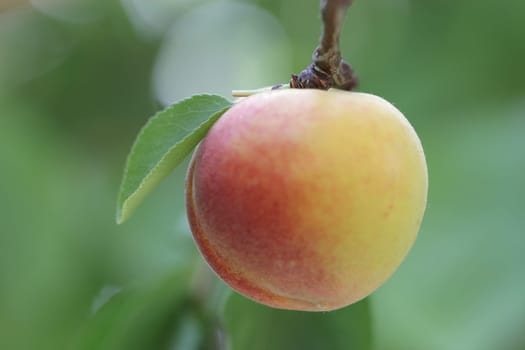 apricot