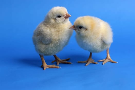 baby chicken