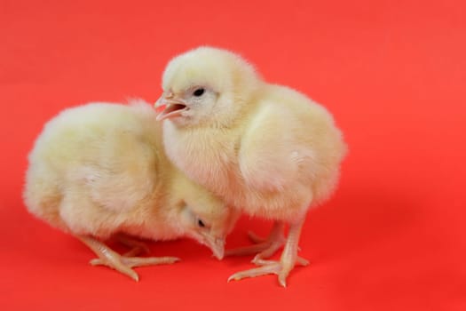baby chicken