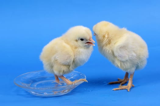 baby chicken