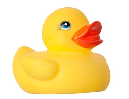 Yellow duck