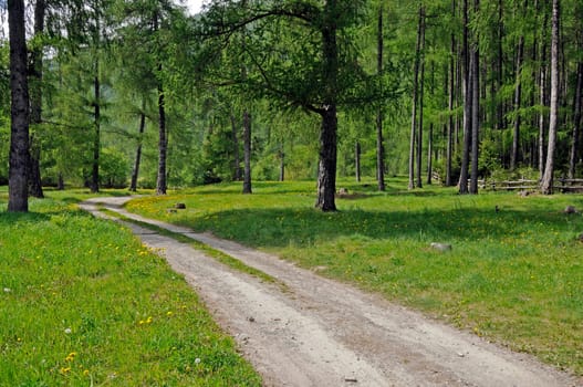 forest path